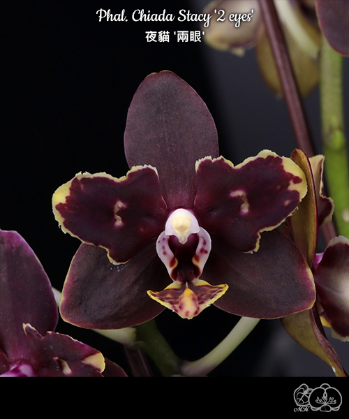 美琪園藝Miki Orchid - 品種詳細頁